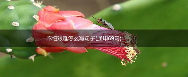 不怕艰难怎么写句子(通用69句),第1张