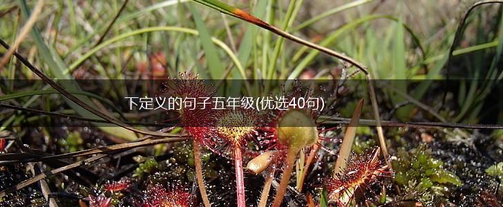 下定义的句子五年级(优选40句),第1张