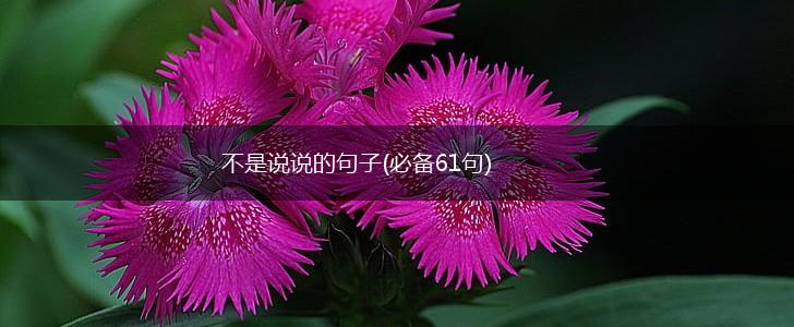 不是说说的句子(必备61句),第1张