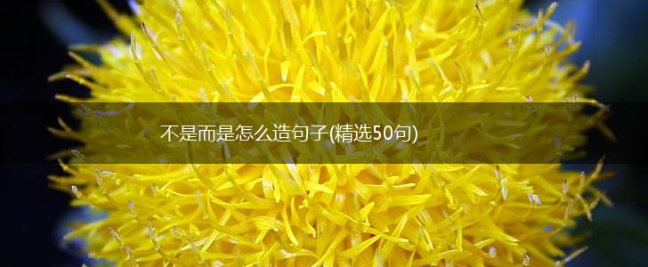 不是而是怎么造句子(精选50句),第1张