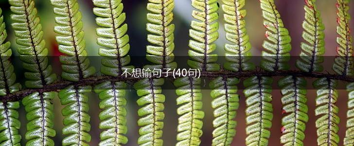 不想输句子(40句),第1张