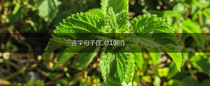 三连字句子(汇总10句),第1张
