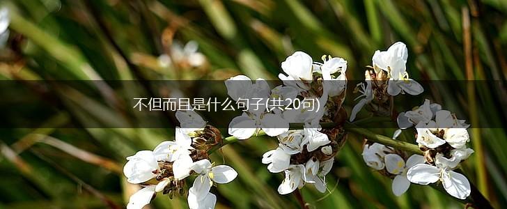 不但而且是什么句子(共20句),第1张