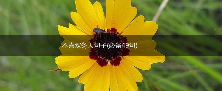 不喜欢冬天句子(必备49句),第1张