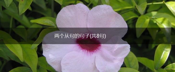 两个从句的句子(共8句),第1张