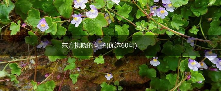 东方拂晓的句子(优选60句),第1张
