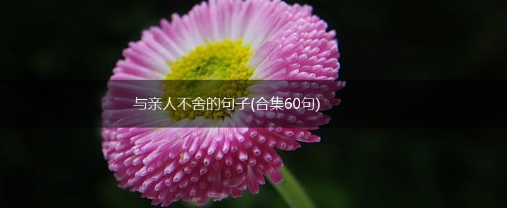 与亲人不舍的句子(合集60句),第1张
