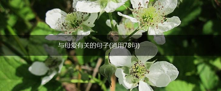与母爱有关的句子(通用78句),第1张