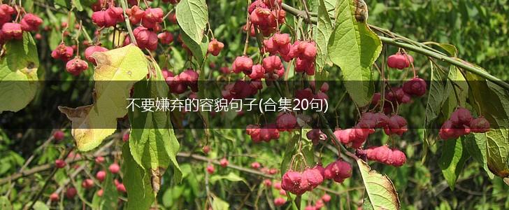 不要嫌弃的容貌句子(合集20句),第1张