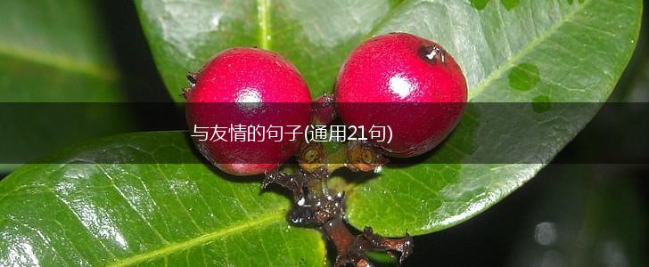 与友情的句子(通用21句),第1张