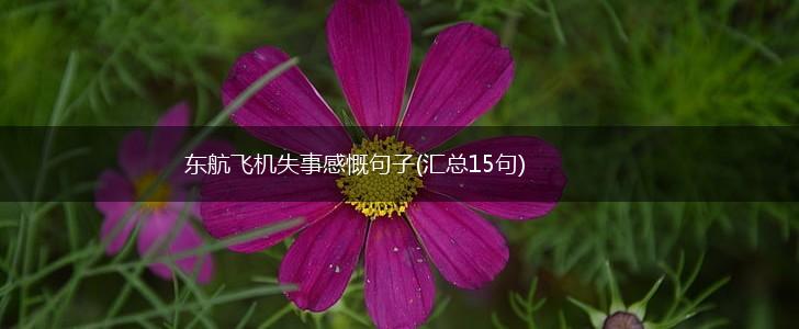 东航飞机失事感慨句子(汇总15句),第1张