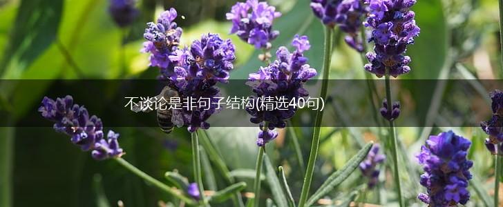 不谈论是非句子结构(精选40句),第1张