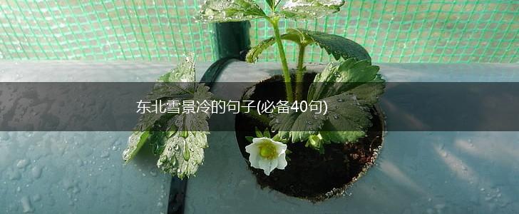 东北雪景冷的句子(必备40句),第1张