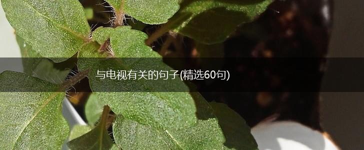 与电视有关的句子(精选60句),第1张