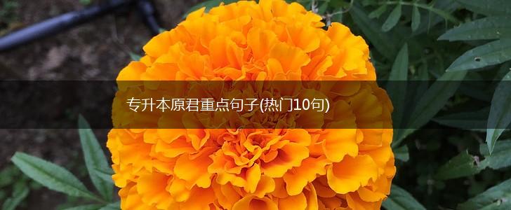 专升本原君重点句子(热门10句),第1张