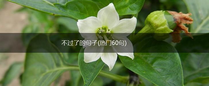 不过了的句子(热门60句),第1张