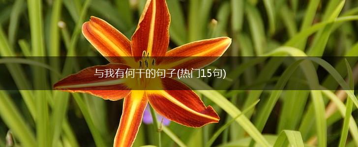 与我有何干的句子(热门15句),第1张