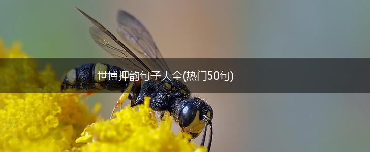 世博押韵句子大全(热门50句),第1张