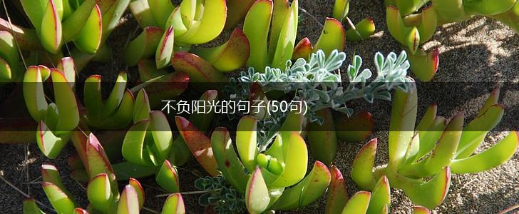 不负阳光的句子(50句),第1张