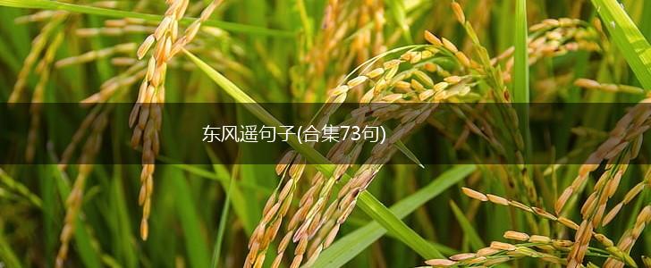 东风遥句子(合集73句),第1张