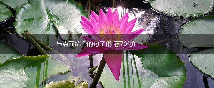 与点面结合的句子(推荐70句),第1张