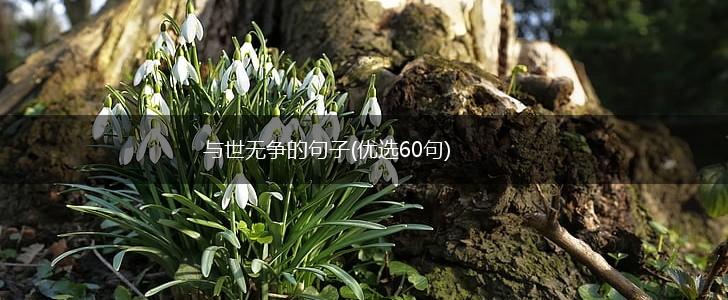 与世无争的句子(优选60句),第1张