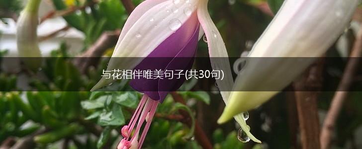 与花相伴唯美句子(共30句),第1张