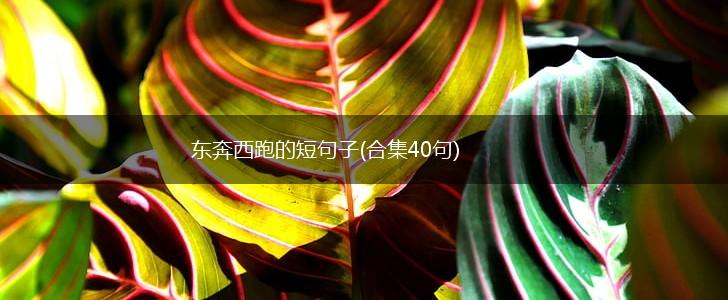 东奔西跑的短句子(合集40句),第1张