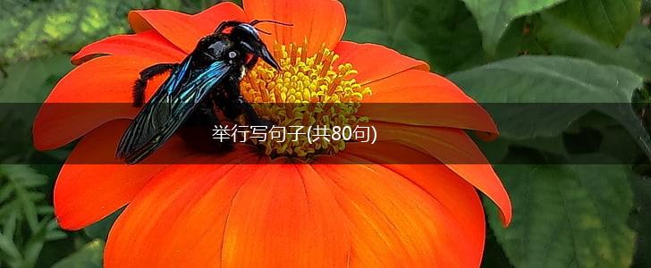 举行写句子(共80句),第1张