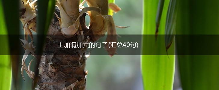 主加谓加宾的句子(汇总40句),第1张