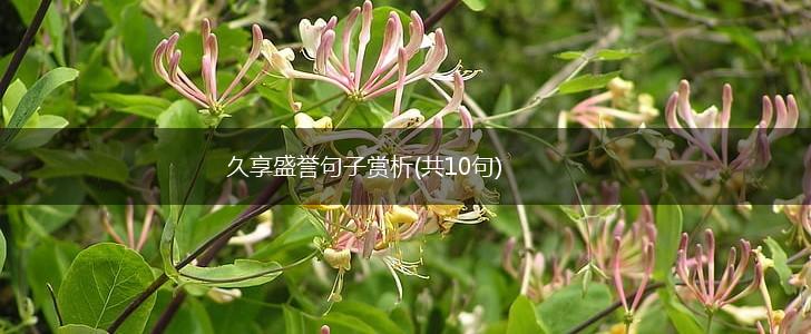 久享盛誉句子赏析(共10句),第1张