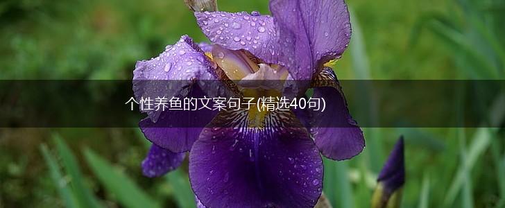 个性养鱼的文案句子(精选40句),第1张