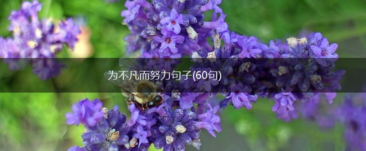 为不凡而努力句子(60句),第1张
