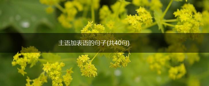 主语加表语的句子(共40句),第1张