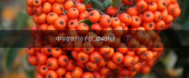 中午的好句子(汇总40句),第1张