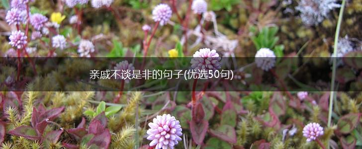 亲戚不谈是非的句子(优选50句),第1张