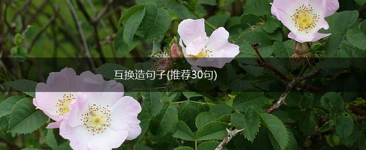 互换造句子(推荐30句),第1张