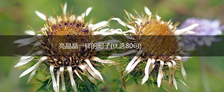 亮晶晶一样的句子(优选80句),第1张