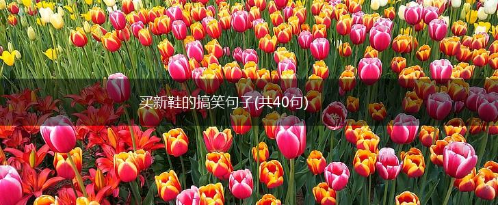 买新鞋的搞笑句子(共40句),第1张