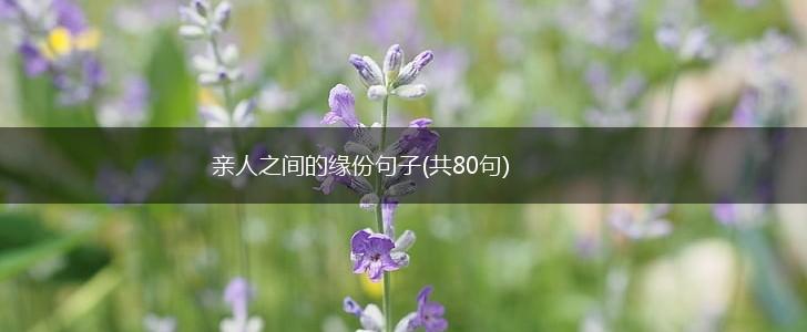 亲人之间的缘份句子(共80句),第1张