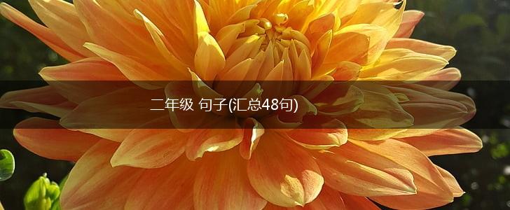 二年级 句子(汇总48句),第1张