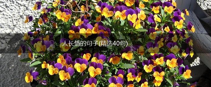 人长情的句子(精选40句),第1张