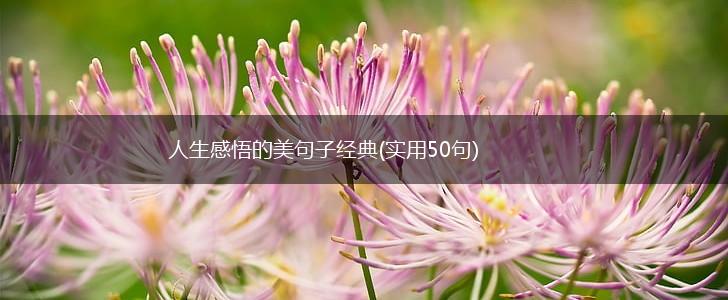 人生感悟的美句子经典(实用50句),第1张