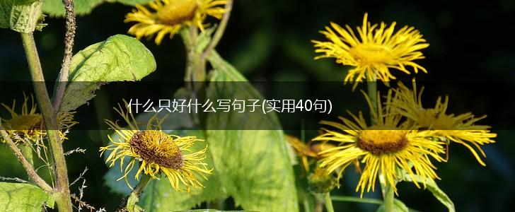 什么只好什么写句子(实用40句),第1张