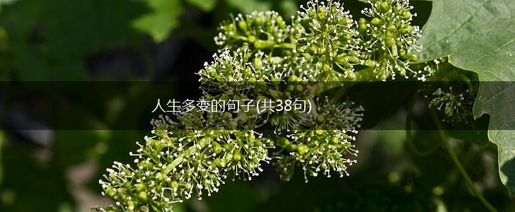 人生多变的句子(共38句),第1张