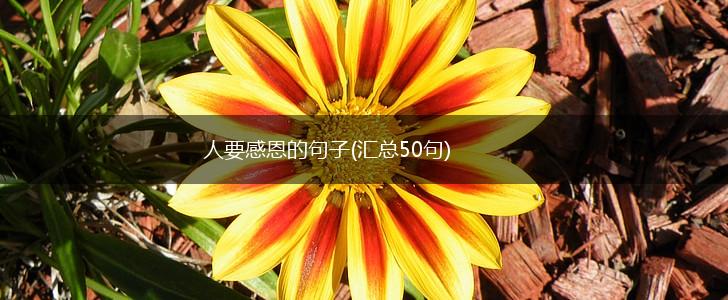 人要感恩的句子(汇总50句),第1张