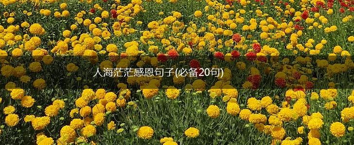 人海茫茫感恩句子(必备20句),第1张