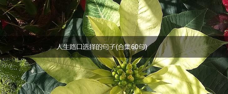 人生路口选择的句子(合集60句),第1张