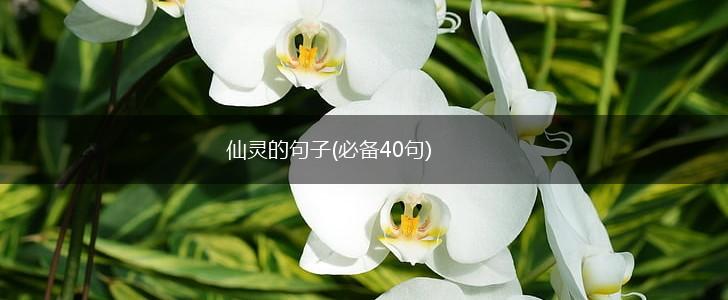 仙灵的句子(必备40句),第1张