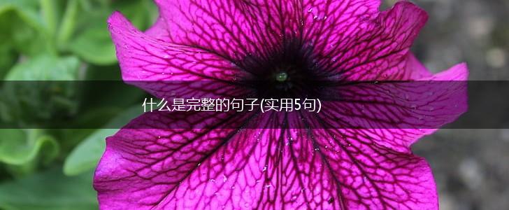 什么是完整的句子(实用5句),第1张